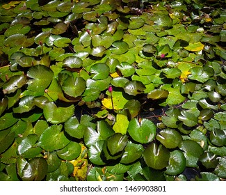 Brisbane Botanical Gardens Images, Stock Photos & Vectors | Shutterstock