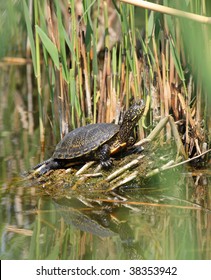 Pond Terrapin (Emys Orbicularis)