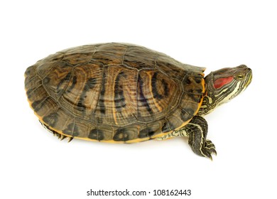 Pond Terrapin On White Background Stock Photo 108162443 | Shutterstock