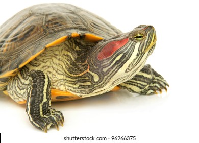 7,347 Pond terrapin Images, Stock Photos & Vectors | Shutterstock