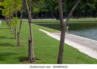 Pond And Trees Around At Mahidol University, Salaya