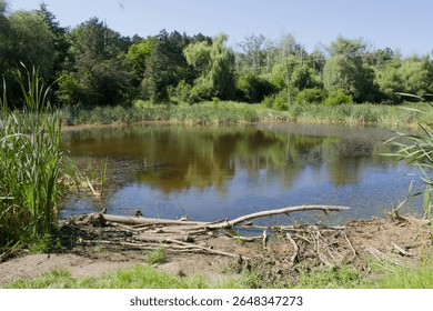 A pond with trees in the background