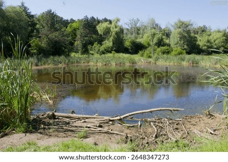 A pond with trees in the background