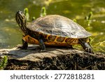 Pond turtle basking on log beside water in the Netherlands.