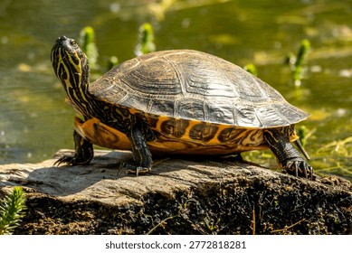 Pond turtle basking on log beside water in the Netherlands.