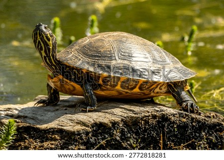 Pond turtle basking on log beside water in the Netherlands.