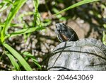 Pond Turtle Close Up