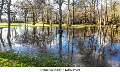 Pond In Twickenham Park