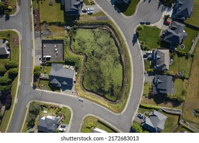 A Pond With Vegetation Floating On The Surface In A Residential Neighborhood Lined With Curved Streets, Parked Cars, Grass Lawns, And Houses.