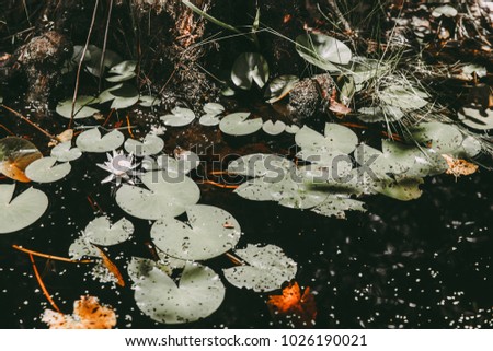 Pond with water lily in dark contrast film tones