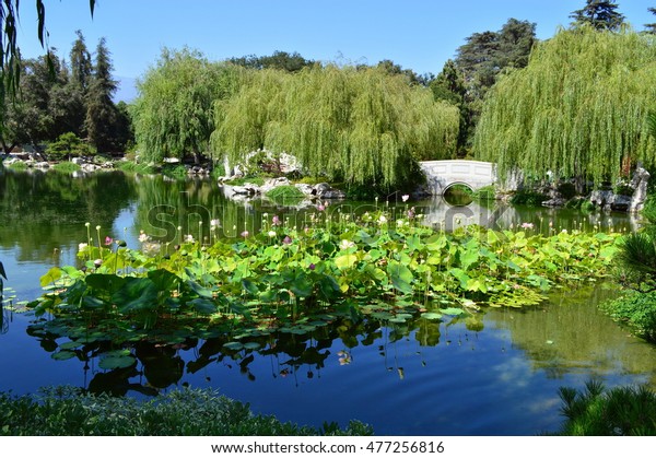 Pond Water Plants Huntington Botanical Garden Stock Photo Edit
