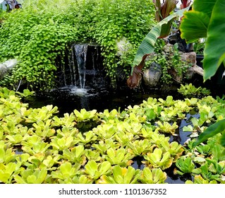 Pond Waterfall Surrounded By Lush, Cascading Greenery And Pond Plants; Tropical, Gardens, Landscaping, Water Feature Ideas