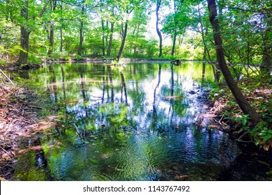 Pond Of A Whirligig Beetle