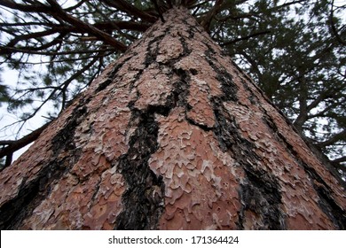 Ponderosa Pine Bark