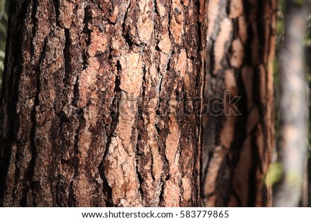Ponderosa pine bark with blurred trunks in the background