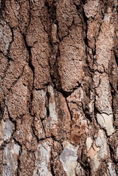 Ponderosa Pine Bark (close-up Shot) In Yosemite NP