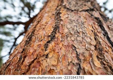 Ponderosa pine bark in southern Utah