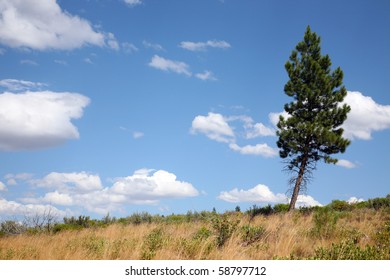 Ponderosa Pine, Bend, Oregon