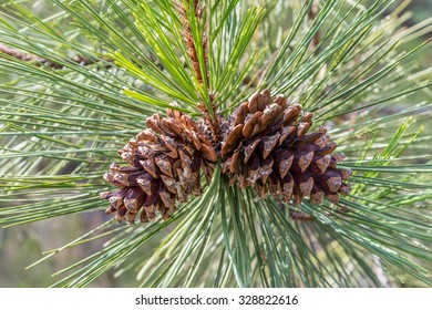 Ponderosa Pine Cones