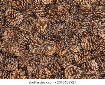ponderosa pine cones on ground in brown grasses in early summer light shot from above