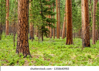 Ponderosa Pine Forest In Central Oregon Near Sisters