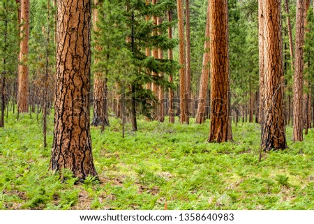 Ponderosa pine forest in Central Oregon near Sisters