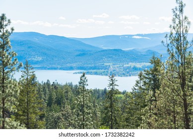 Ponderosa Pine Forest With View Of Okanagan Lake, Okanagan Valley, And Mountains