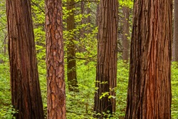 Ponderosa Pine And Incense Trees In A Lush, Green Forest In Yosemite National Park