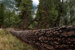 A Ponderosa Pine Lays On Its Side On The Yosemite Valley Floor, Yosemite National Park, California
