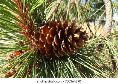 604 Pinus ponderosa Images, Stock Photos & Vectors | Shutterstock