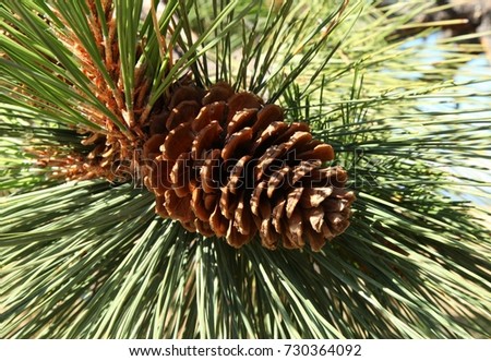 Ponderosa Pine (Pinus ponderosa) cone in Blue Mountains, Oregon