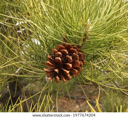 Ponderosa Pine (Pinus ponderosa) cone in Custer National Forest, Montana