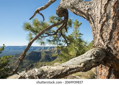 A Ponderosa Pine Tree Atop The Mogollon Rim In Arizona