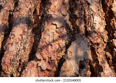 Ponderosa Pine Tree Bark Close Up