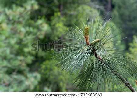 Ponderosa Pine tree new growth in the forest in the Spring in Tahoe National Forest in the Sierra Nevada Mountains in Nevada County, California
