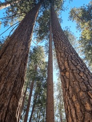 Ponderosa Pine Trees In Yosemite