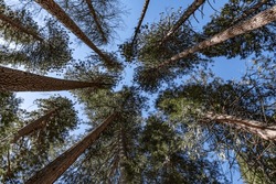 Ponderosa Pine Treetops In Yosemite National Park, California