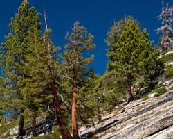 Ponderosa Pines On The Top Of Yosemite Naional Park Along Tioga Road