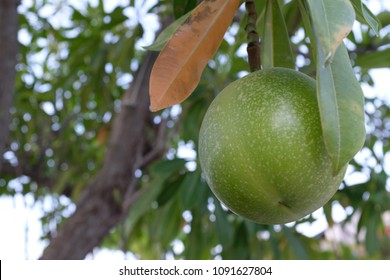 Pong Pong Fruit Images Stock Photos Vectors Shutterstock