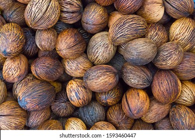 Cerbera Odollam Seed High Res Stock Images Shutterstock