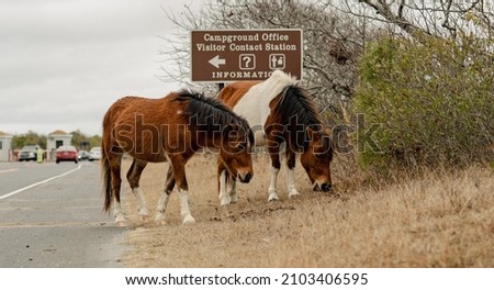 Ponies at Assateague Island Maryland 