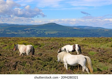 	
Ponies In The Black Mountains, Wales	