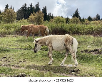 Ponies.  Grayson Highlands On Appalachian Trail.