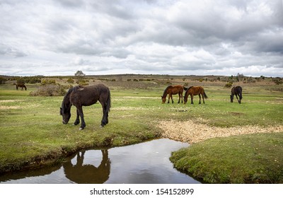 Ponies Grazing In The New Forest National Park In Hampshire