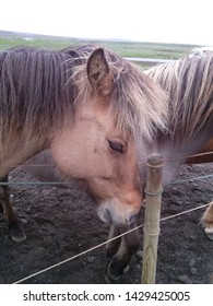 Ponies In Iceland Are Special, If They Ever Leave For Some Reason, E.g. Competition, They Can Never Return.   They Do Not Have Any Equine Disease And That Is How They Maintain The Status Quo.