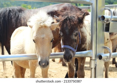 Ponies And Kids Field Trip