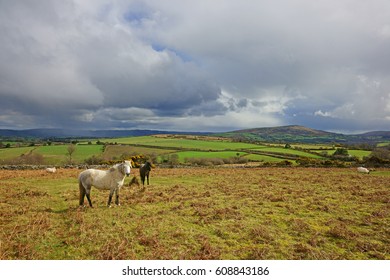 Ponies And Sheep Grazing Amongst The Dead Heather And Bracken Under A Stormy Spring Sky, Darmoor National Park, Devon, England, UK