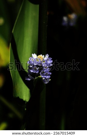 Pontederia cordata, common name pickerelweed or pickerel weed, is a monocotyledonous aquatic plant native to the American continent. Grows in a variety of wetlands, including the edges of ponds and la