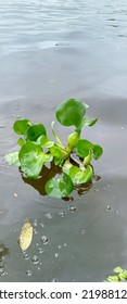 Pontederia Crassipes, Common Water Hyacinth 