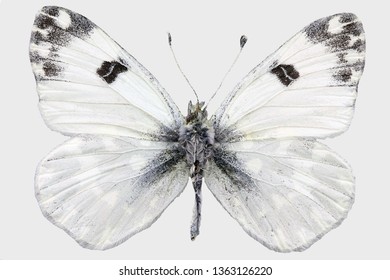 Pontia Edusa - Eastern Bath White